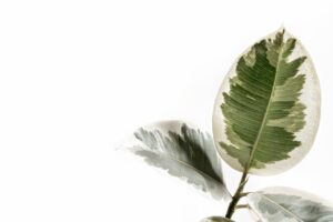 Waarom planten een must have zijn voor in het interieur