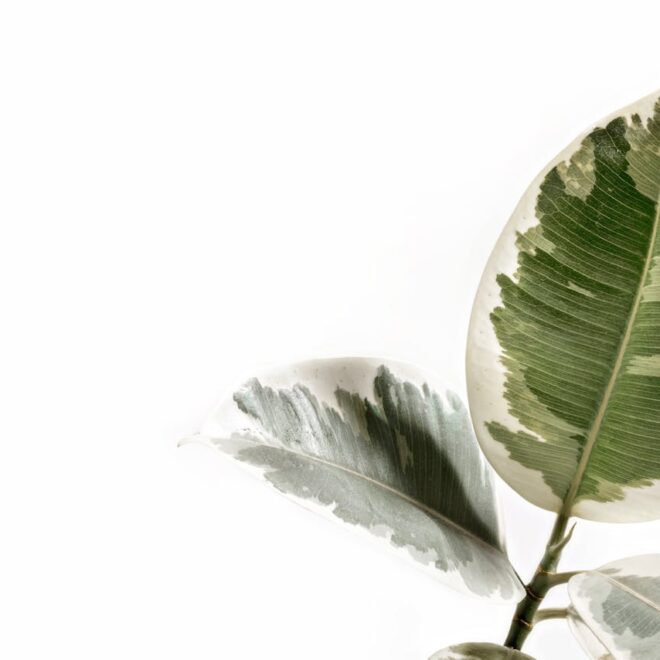 Waarom planten een must have zijn voor in het interieur